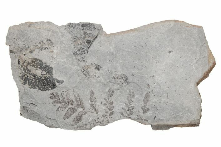 Pennsylvanian Fossil Fern (Neuropteris & Macroneuropteris) Plate #214188